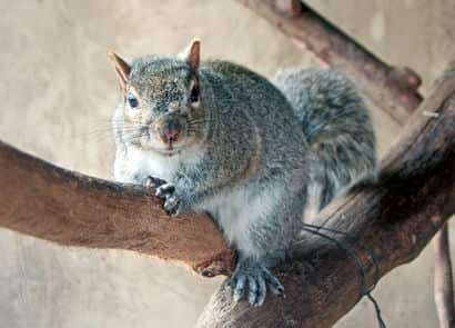 動物図鑑・トウブハイイロリス